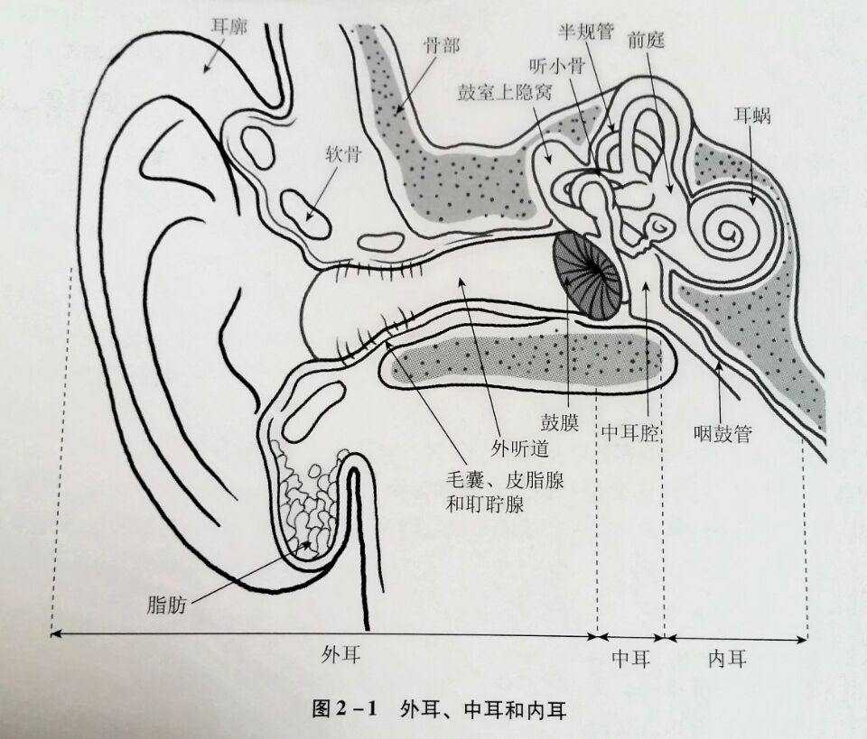 一,外耳