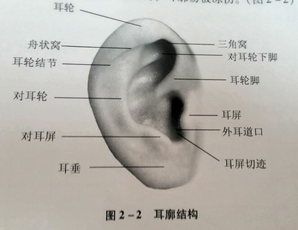 耳部解剖和生理—耳廓
